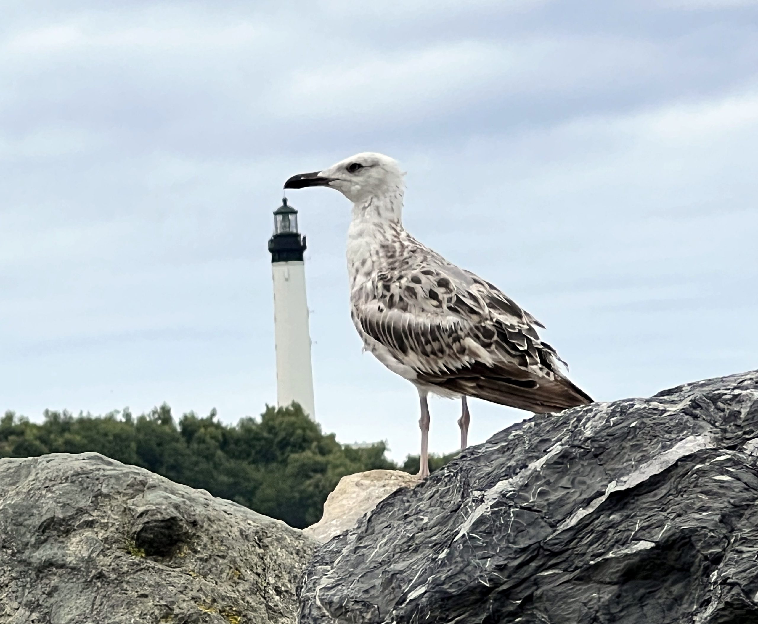 Goéland jeune phare Biarritz